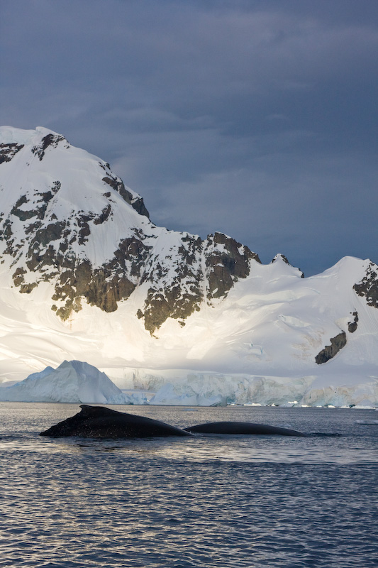 Humpback Whales